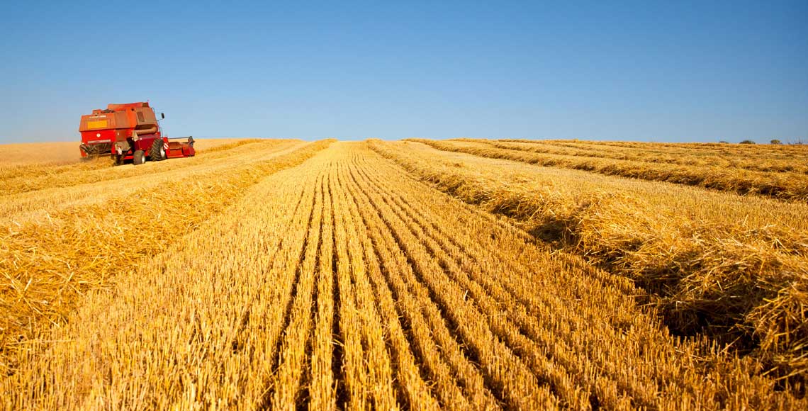 Campagne agricole 2022-2023: la production prévisionnelle des céréales en hausse de 62%
